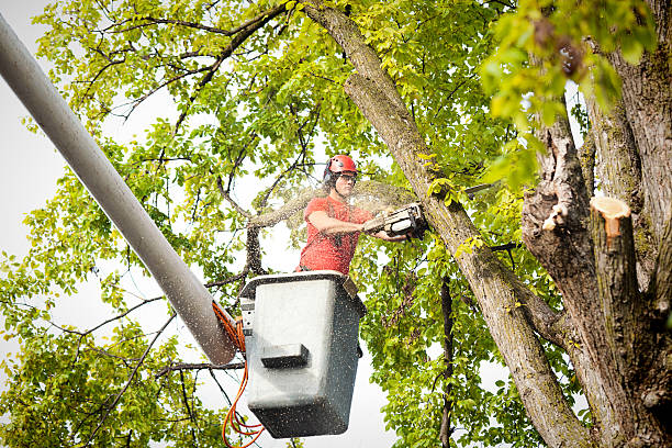 How Our Tree Care Process Works  in  South Lakes, AK