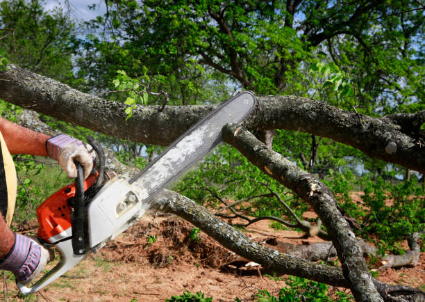 Trusted South Lakes, AK Tree Removal Services Experts